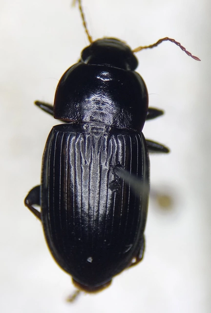 Harpalus inexspectatus - pontusi lomhafutó