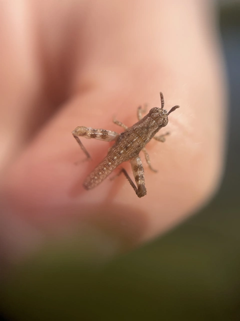 Pezotettix giornae - kis hegyisáska