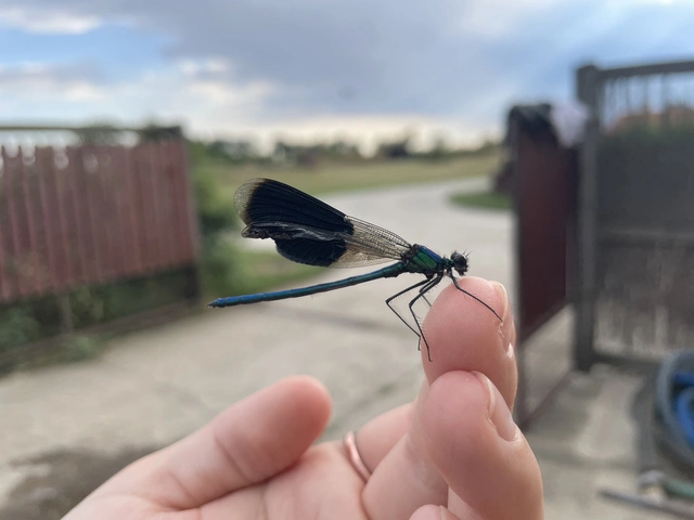 Calopteryx splendens - sávos szitakötő
