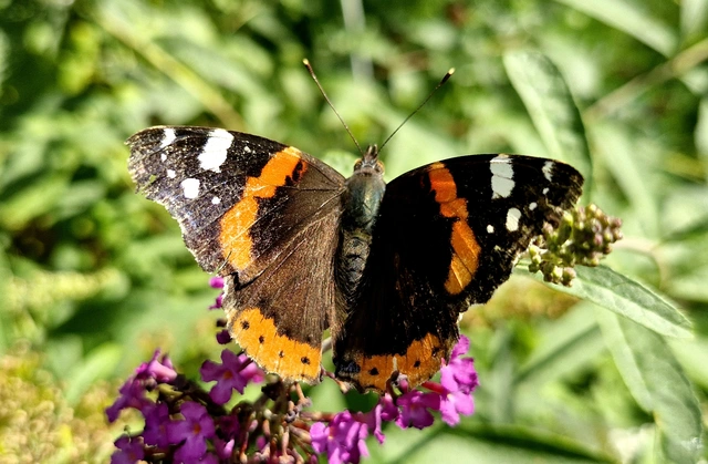 Vanessa atalanta - atalantalepke