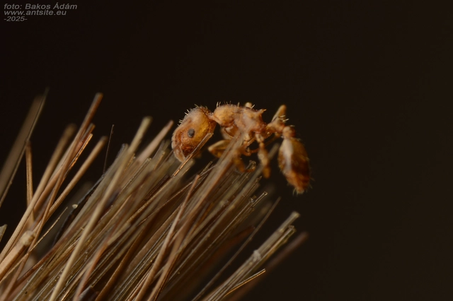 Temnothorax crassispinus - gubacslakó kéreghangya