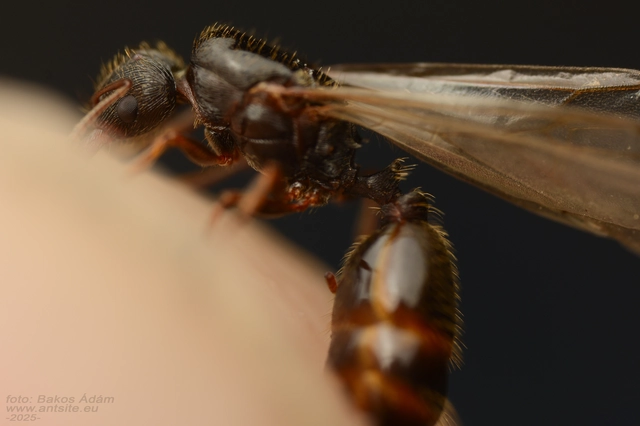 Tetramorium
