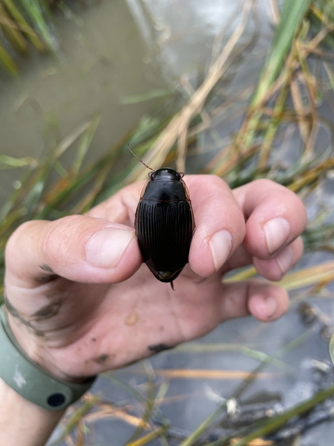 Dytiscus dimidiatus - tompacsípős csíkbogár
