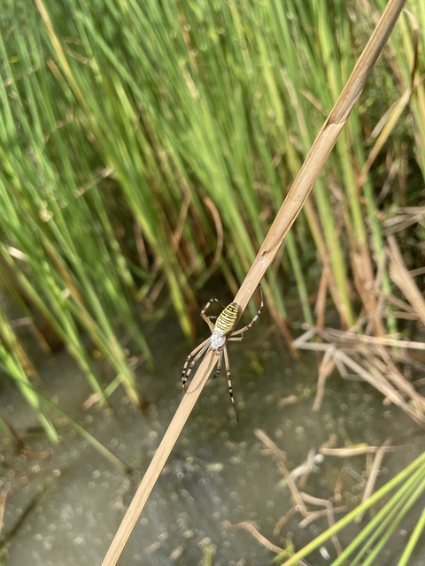 Argiope bruennichi - darázspók