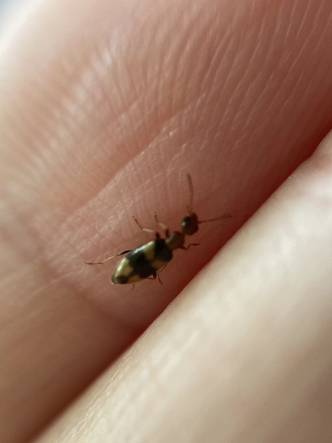 Anthicidae - fürgebogárfélék