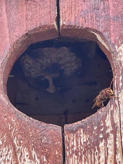 Vespa crabro - lódarázs