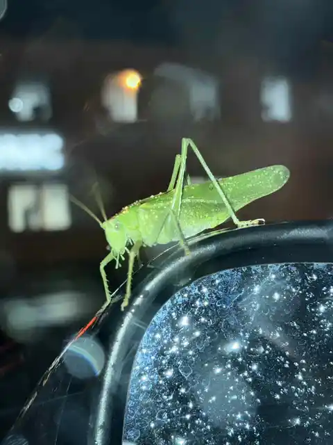 Tettigonia viridissima - zöld lombszöcske