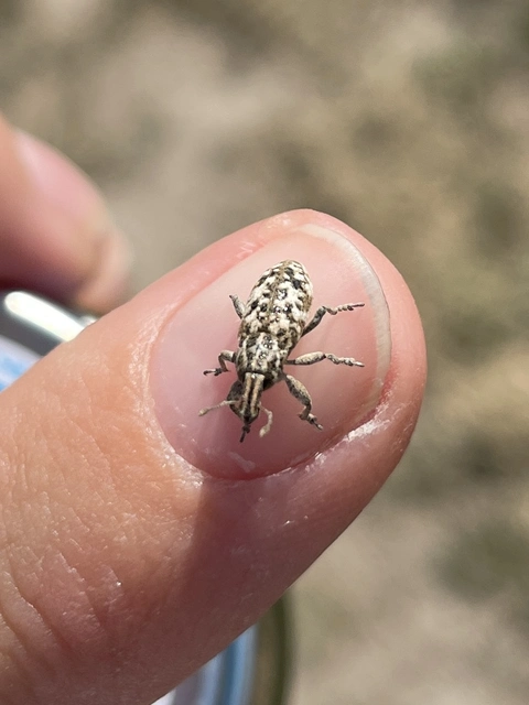 Cyphocleonus dealbatus - márványos barkó