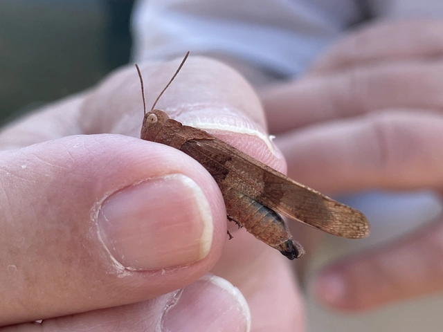 Oedipoda caerulescens - kékszárnyú sáska