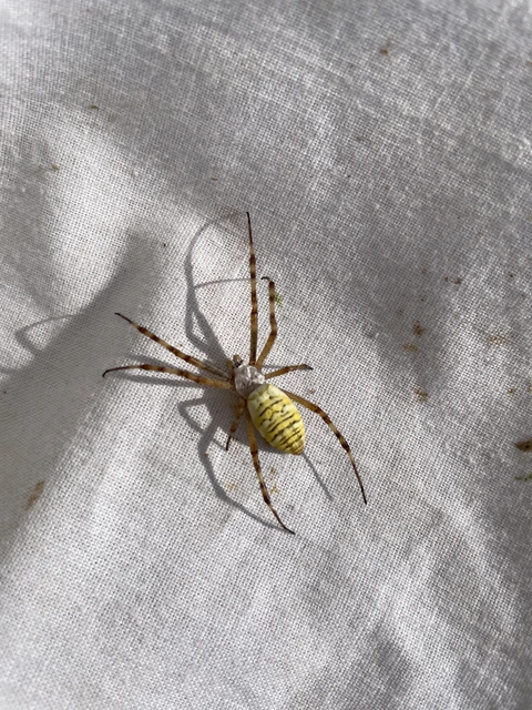 Argiope bruennichi - darázspók
