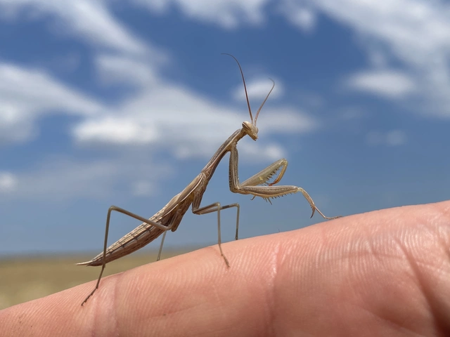 Mantis religiosa - imádkozósáska