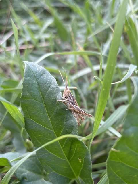 Euchorthippus declivus - rövidszárnyú rétisáska