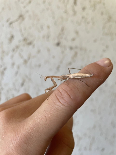 Mantis religiosa - imádkozósáska
