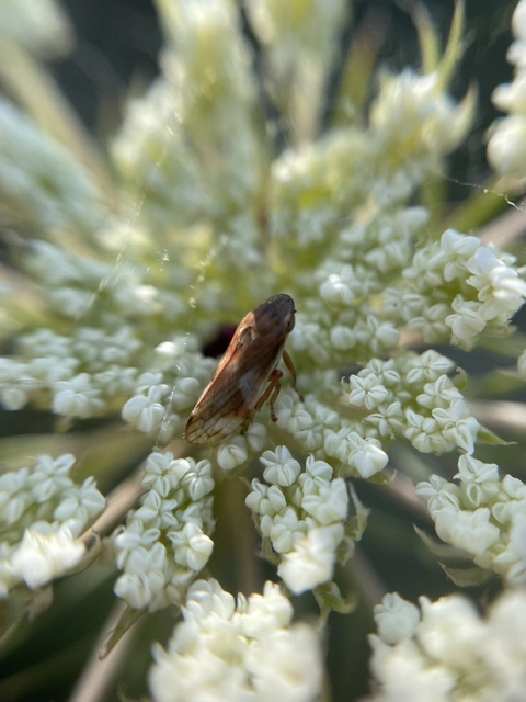 Neophilaenus campestris