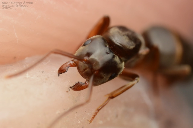 Lasius nitidigaster - bolgár borostyánhangya