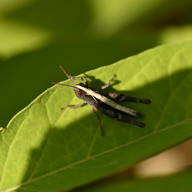 Chorthippus (Glyptobothrus) (subgenus)