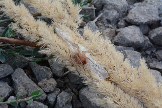 Cheiracanthium