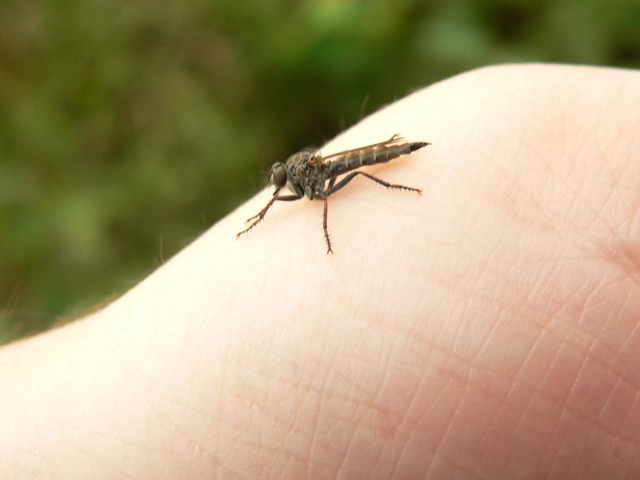 Asilidae - rablólégyfélék