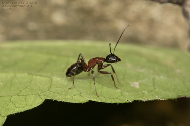 Camponotus ligniperda - faodvasító lóhangya