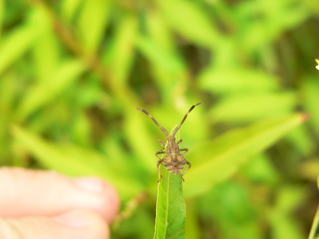 Coreus marginatus - közönséges karimáspoloska