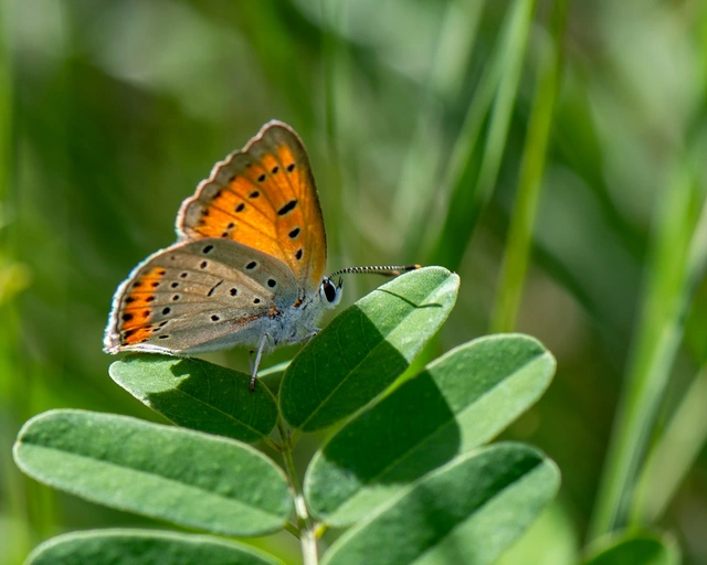 Lycaena dispar rutilus - nagy tűzlepke