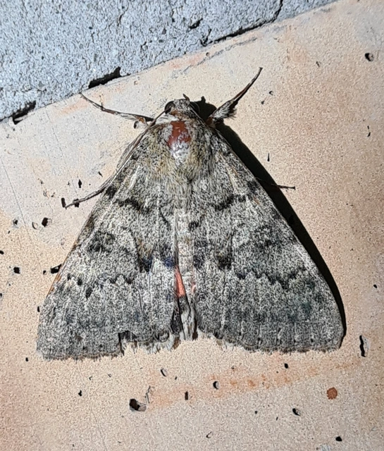 Catocala puerpera - nyárfa-övesbagoly