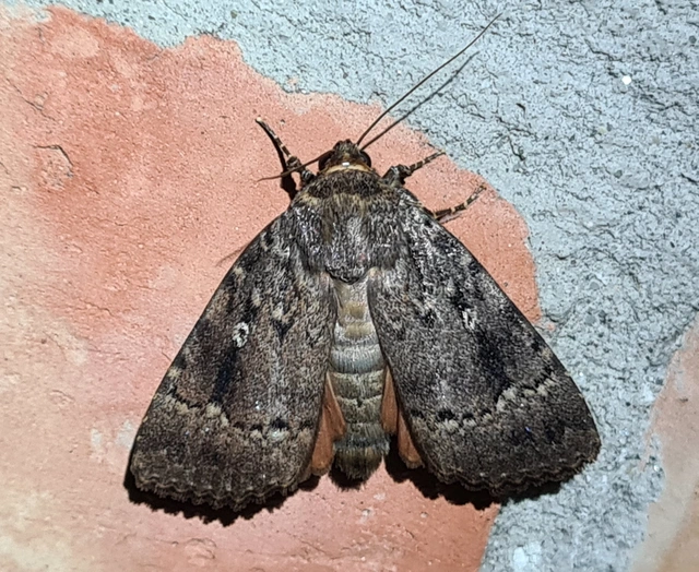 Amphipyra pyramidea - fahéjszínű bagoly