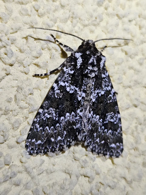 Polymixis polymita - kankalin-tarkabagoly