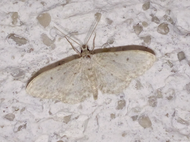 Idaea seriata - szürke apróaraszoló