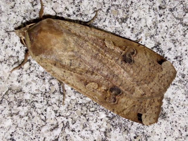Noctua pronuba - nagy sárgafűbagoly