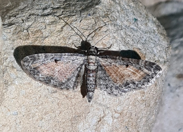 Eupithecia icterata - rozsdafoltos törpearaszoló