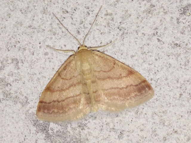Scopula rubiginata - réti pirosaraszoló
