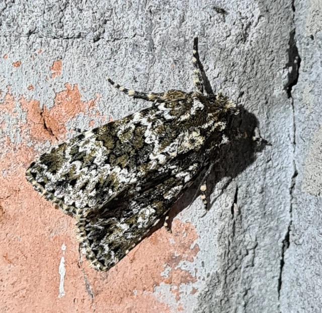 Polymixis polymita - kankalin-tarkabagoly