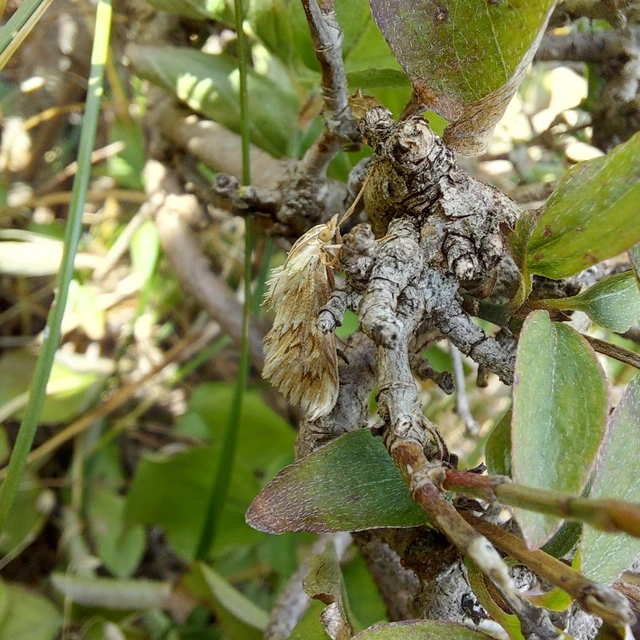 Cynaeda dentalis - gyakori ciframoly