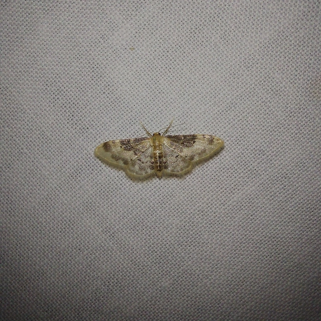 Idaea filicata - sötéttövű apróaraszoló