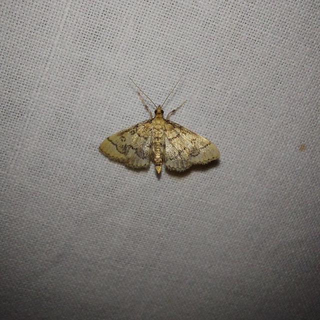 Metasia ophialis - kígyósávos tűzmoly
