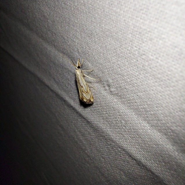 Catoptria falsella - hálós fűgyökérmoly