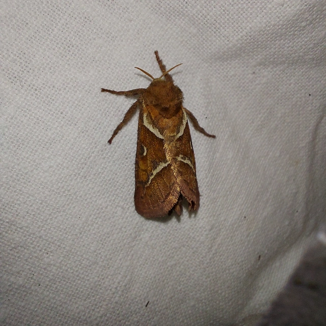 Triodia sylvina - kis gyökérrágólepke