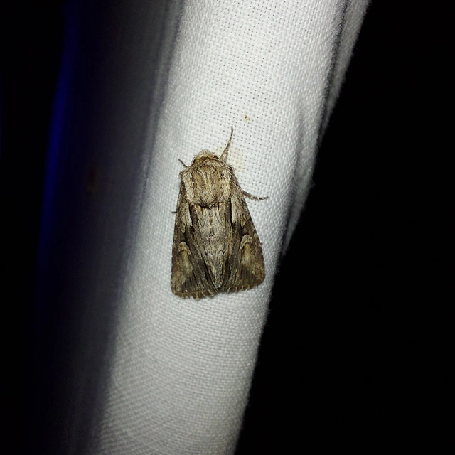 Chloantha hyperici - orbáncfű-sugarasbagoly
