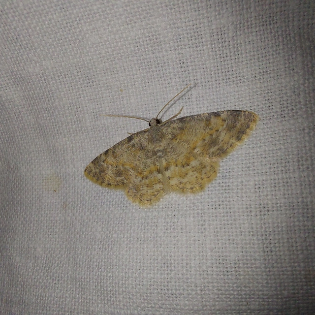 Charissa variegata - tarka sziklaaraszoló