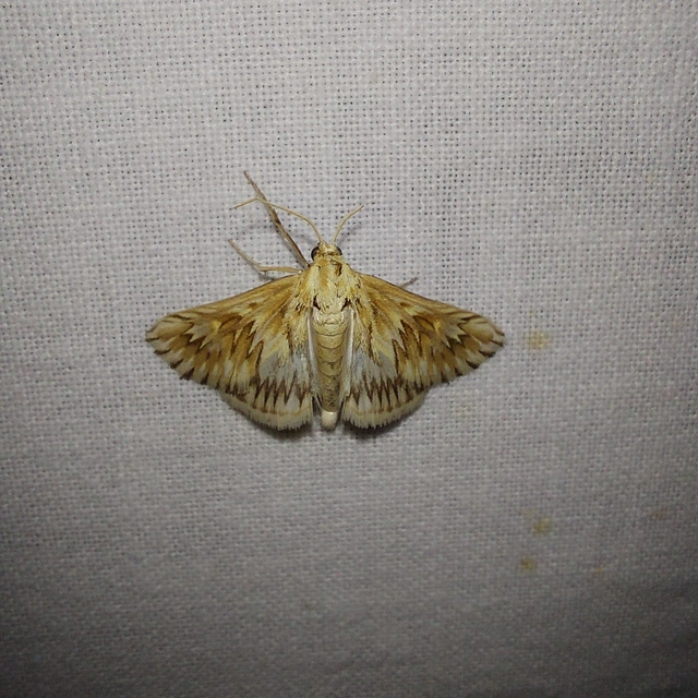 Cynaeda dentalis - gyakori ciframoly