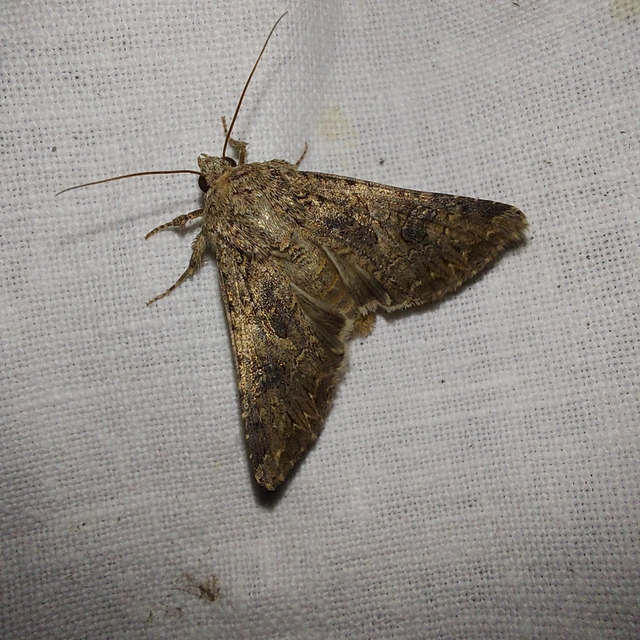 Hadula trifolii - lóherebagoly