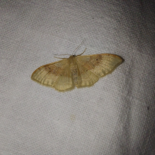 Idaea degeneraria - barnasávos araszoló