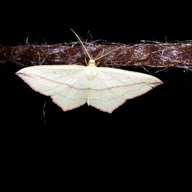 Timandra comae - piroscsíkos csipkésaraszoló