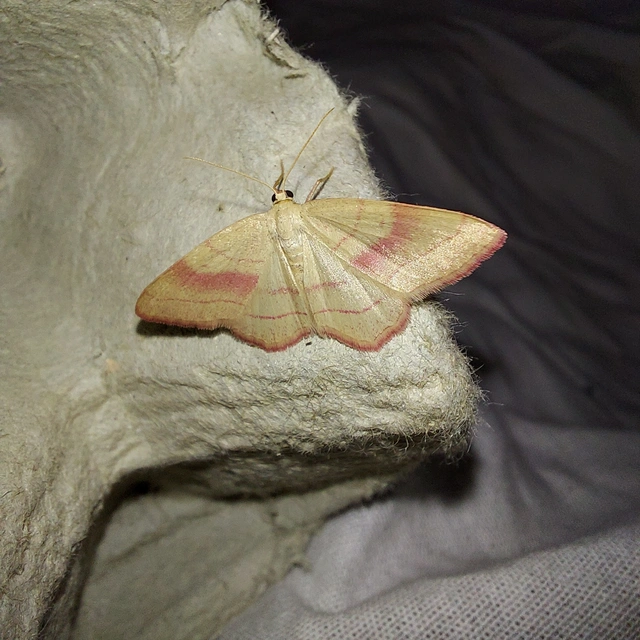 Rhodostrophia vibicaria - pirosszélű araszoló