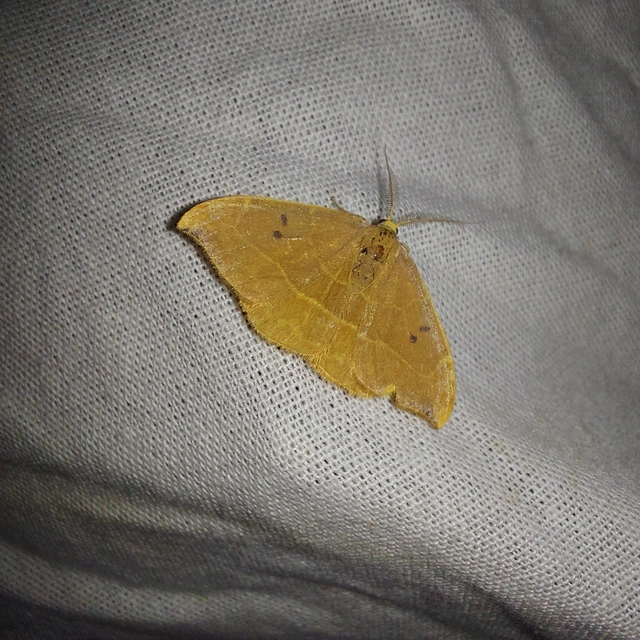 Watsonalla binaria - tölgyfa-sarlósszövő