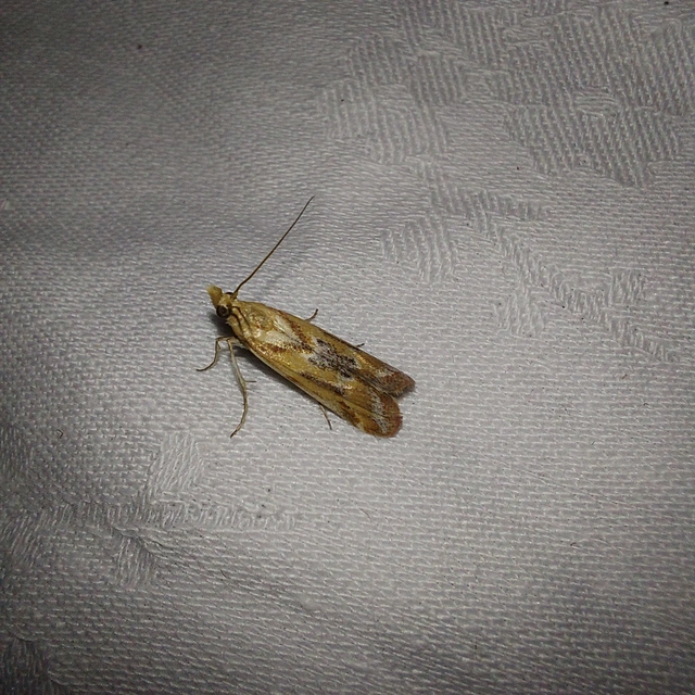 Ancylosis cinnamomella - fahéjszínű karcsúmoly