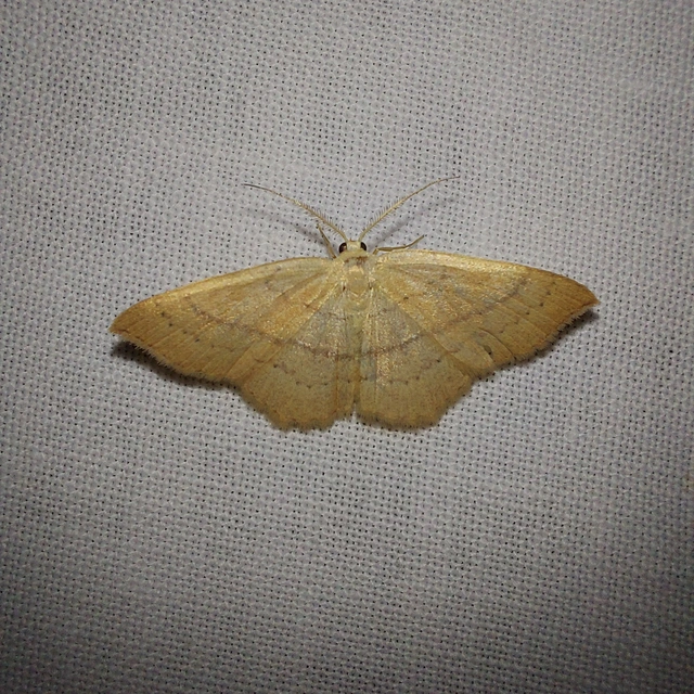 Cyclophora linearia - vonalas pettyesaraszoló
