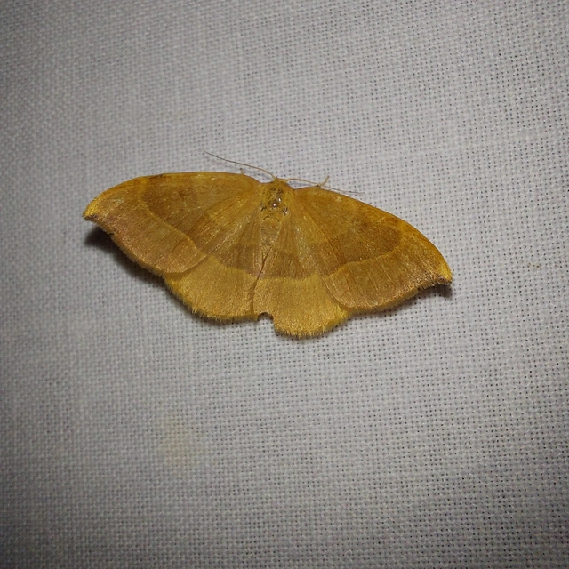 Watsonalla cultraria - bükkfa-sarlósszövő