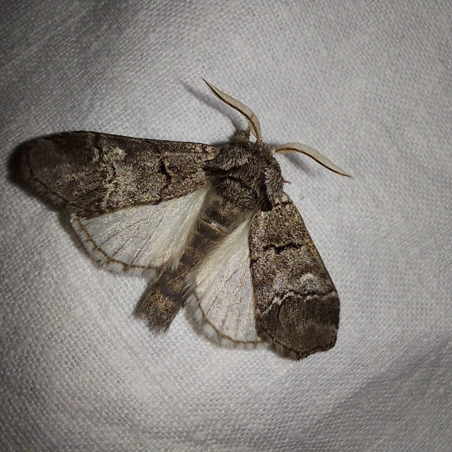 Drymonia querna - tölgyfa-púposszövő